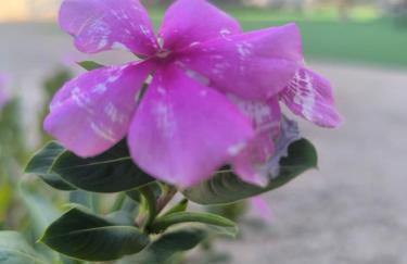 Εξοχική Μονοκατοικία με αυλή και εξωτερική αποθήκη-Country house with yard and external warehouse - Foto 43