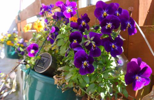 Fisherman s Rest in Helmsdale - Foto 30