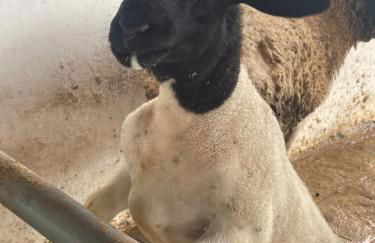 Gravatá Flat no condomínio Monte Castelo MELHOR LOCALIZAÇÃO , Wi-Fi, SKY e AR - Foto 19