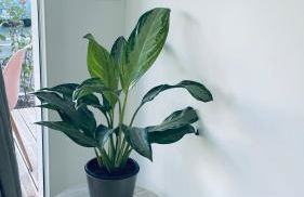 Appartement Cosy et chaleureux proche des grandes entreprises Toulousaine - Photo 37