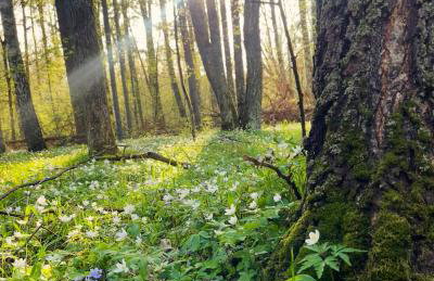 Apartament Magia Puszczy z widokiem na Puszcze Białowieska - Foto 52