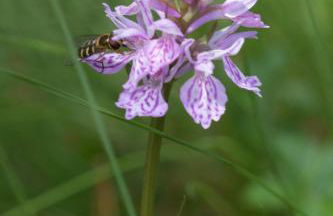 Le Gypaète, t1 bis, vue montagne, wifi, ascenseur, balcon, 6 personnes - Foto 22