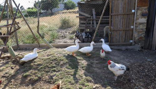 Apartamentos Rurais - Casas do Lagar - Foto 5