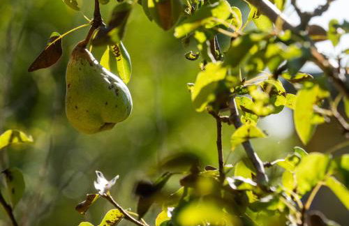 Castelo Gerês - Exquisite Eco-Cottage - jacuzzi - Foto 36