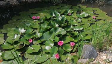 Ferien auf dem Land - Foto 2, Garden view