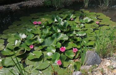 Ferien auf dem Land - Foto 2