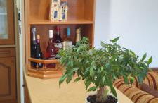 Ioanna's Home - Foto 24
