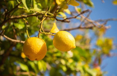 Hotel Rural Can Partit Adults Only-Ibiza - Foto 91