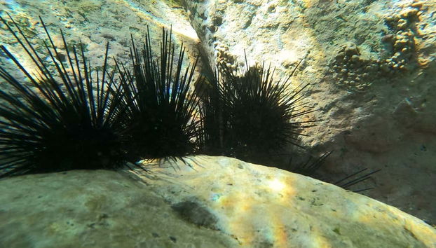 Avistando ouriços-do-mar