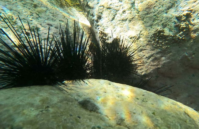 Snorkeling at Las Gatas Beach - Photo 4