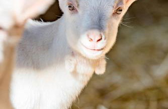 Ferienwohnung Kapellenhof - Foto 14