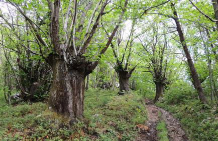 Apartamentos Rurales Balcón Real Senda del Oso - Foto 60