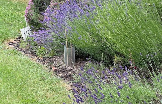 Lavender Cottage at Akaroa Lavender - Foto 17