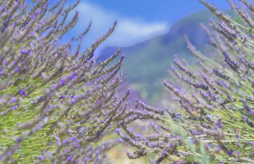 Domaine de L'Essentiel de Lavande - Foto 16