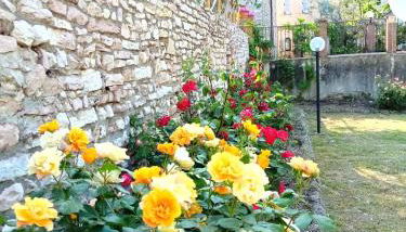 Residenza Messer Pajola - Foto 2, Garden