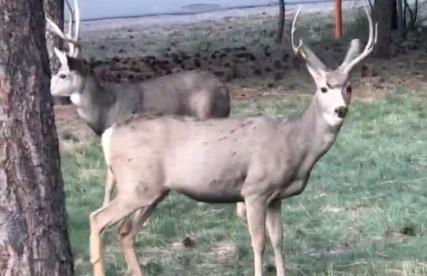 Mountainside Escape EV Charger, Patio & Views - Foto 33