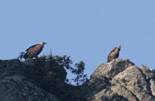 VilaPortuguesa - Foto 85