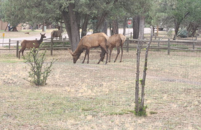 Old County Pine - Photo 17