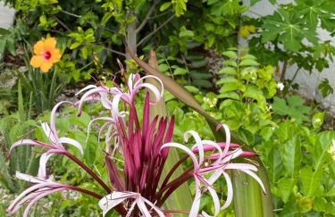 Ocean View with Pool, 4 bedroom Vila Near Key West - Foto 14