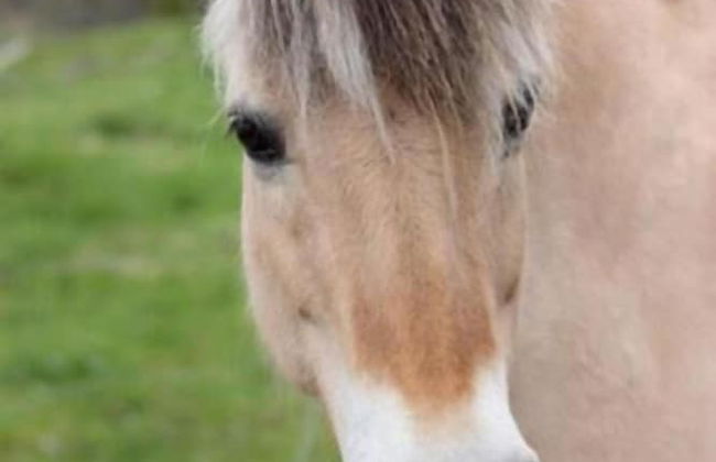 Grönelid Gård - Foto 24