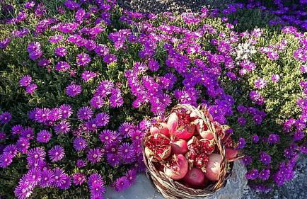 Agriturismo Valiana - Foto 53