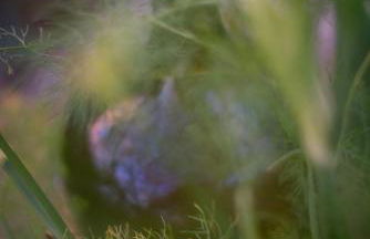 Quinta do Mirante - Foto 71