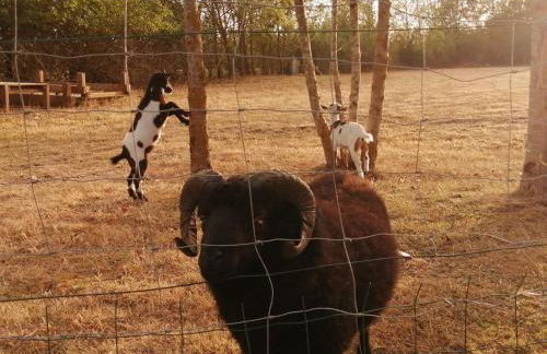 Camping La Loire Fleurie - Foto 42