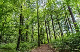 Gulbity Camp - Foto 53