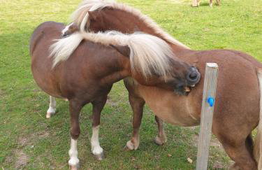 Domek na Obidzy - Foto 25