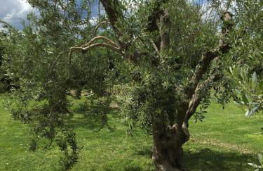 Podere Gabry - Foto 27