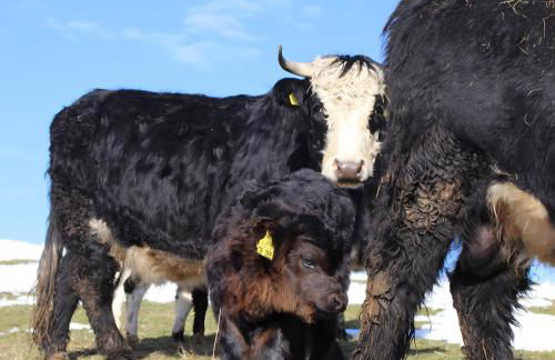 Sigmundenhof Schonach - Foto 73