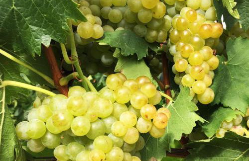 Ferien- Und Winzerhof Simon - Photo 1