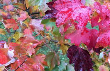 Our Log House in the woods - Photo 51