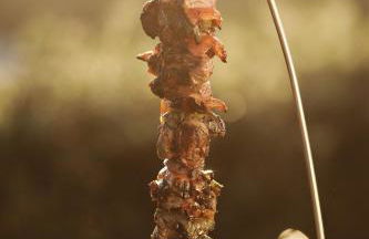 Prinsotel La Caleta - Foto 49