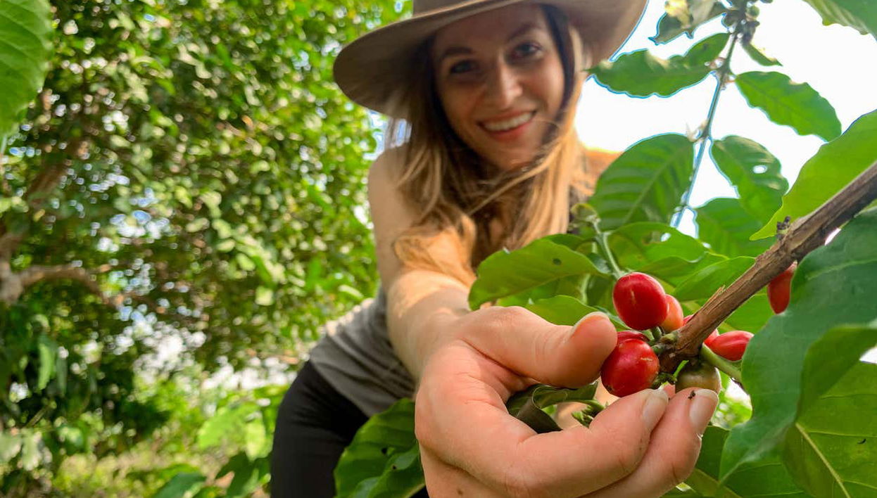 See how Colombian coffee beans are harvested