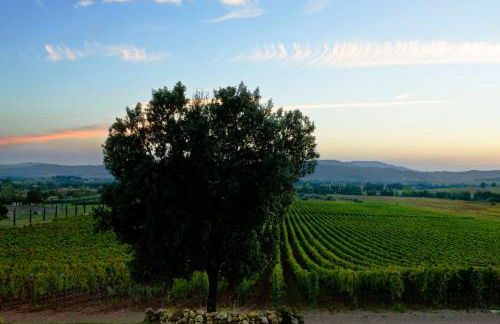 Wine Resort Conti di San Bonifacio - Foto 44