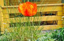 Ferienhaus Im Wäldchen in See Nähe - Photo 23