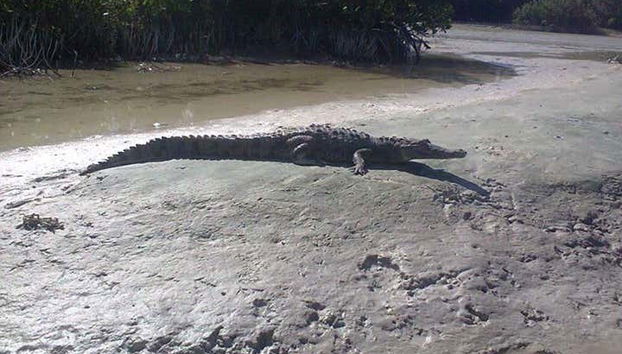 Crocodilo na margem