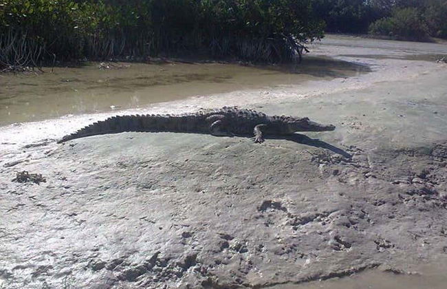 Paddleboard Tour in Holbox - Photo 4