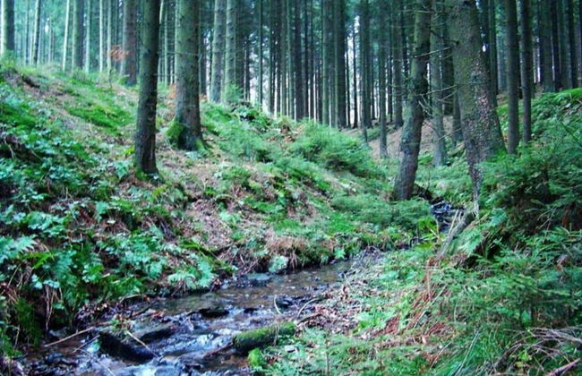 Apartment on the Edge of the Forest - Foto 33