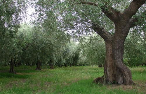 Al Crepuscolo Agriturismo - Foto 77