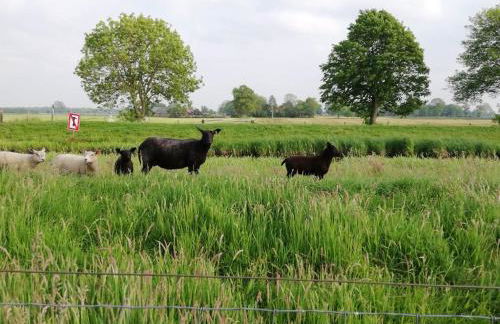Ferienwohnung im Fehnland 35667 - Foto 22