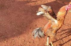 Casa de campo de alto padrão à beira da represa - Foto 19