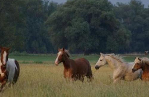 Apartment Seerose by Interhome - Foto 17