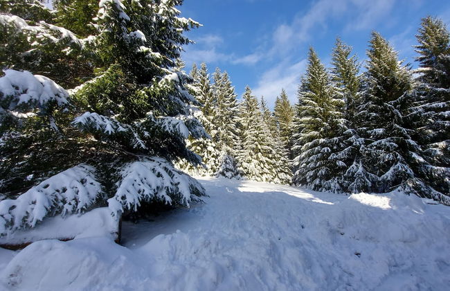 Haus Heidelberg - Foto 66