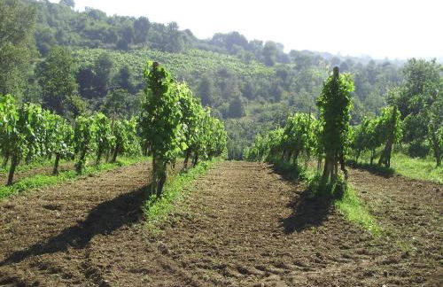 Tenuta Montelaura - Foto 63