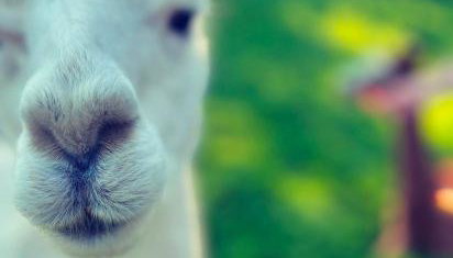 Great Lilly Cottage - Foto 2