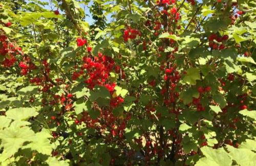 L’île aux fruits en Berry - Foto 32