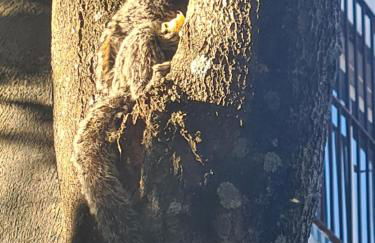 Recanto do Lago Triunfo - Foto 15