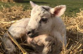 The Farm Burscough - Foto 18